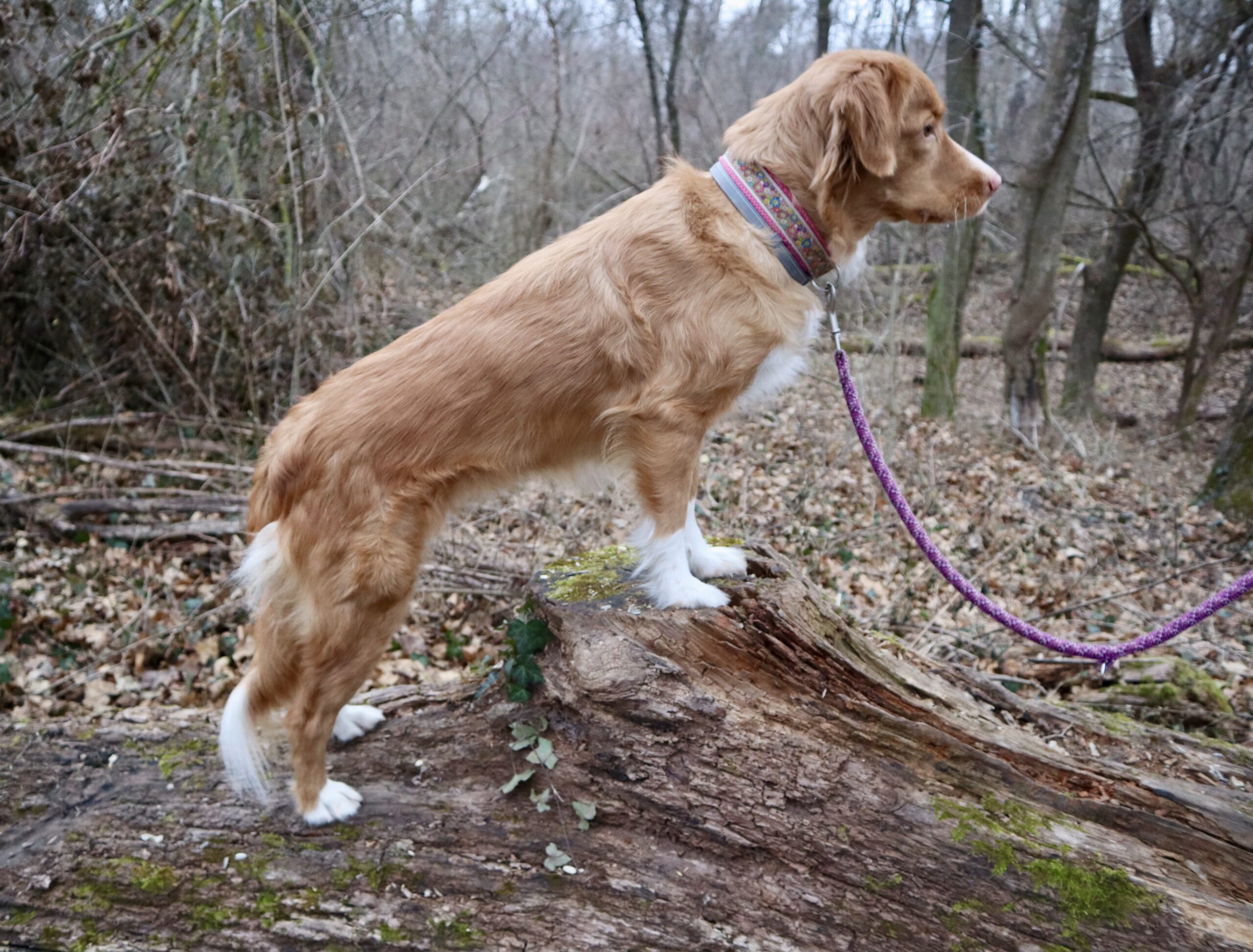 Aktives Bewegungstraining mit einem Hund